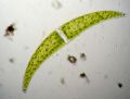 Closterium ehrenbergii